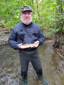 Brown Trout