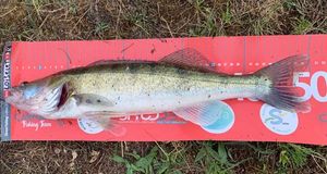 Zander