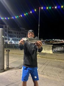 European Bass (Seabass)