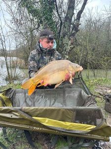 Mirror Carp