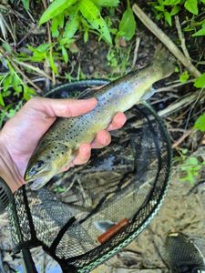 Brown Trout