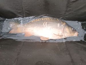 Mirror Carp