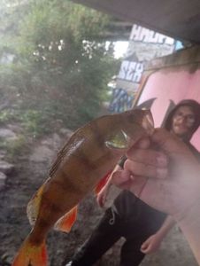 European Perch