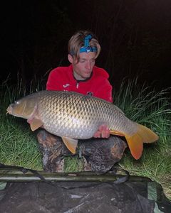 Common Carp