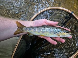 Brown Trout