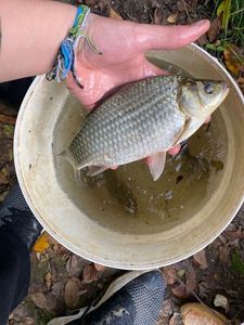 Crucian Carp