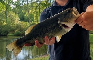 Largemouth Bass