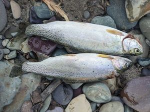 Cutthroat Trout