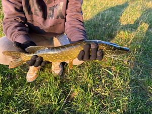 Northern Pike