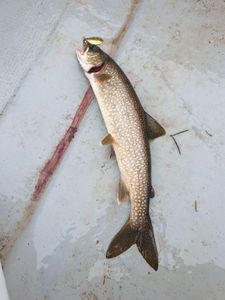 Brown Trout