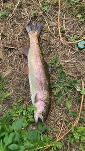 Rainbow Trout