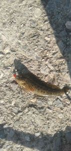 Common Intertidal Fish