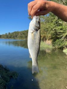European Bass (Seabass)
