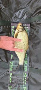 Common Bream