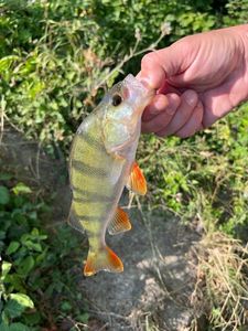 European Perch
