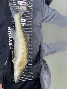 Zander