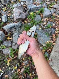Roach