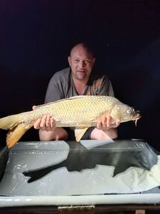 Common Carp