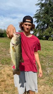 Largemouth Bass