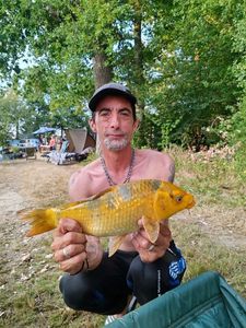 Koï Fish