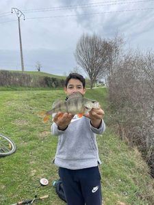 European Perch
