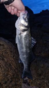 European Bass (Seabass)