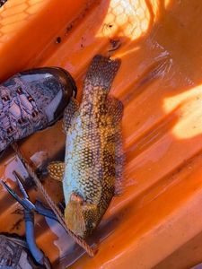 Ballan Wrasse