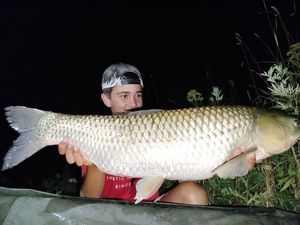 Grass Carp