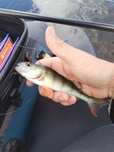 European Perch