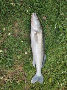 Zander