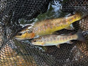 Brown Trout