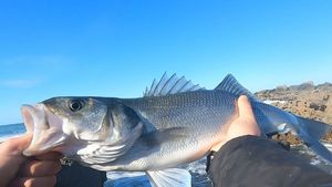 European Bass (Seabass)