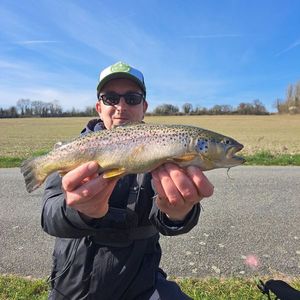 Brown Trout