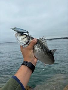 European Bass (Seabass)