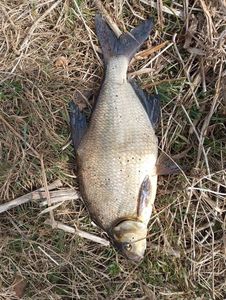 White bream