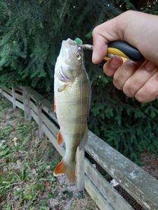 European Perch