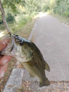 Largemouth Bass
