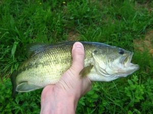 Largemouth Bass