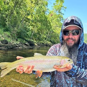 Rainbow Trout