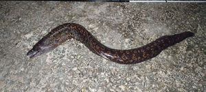 Mediterranean Moray