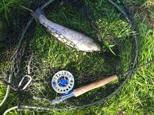 Brown Trout