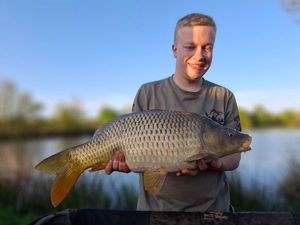 Common Carp
