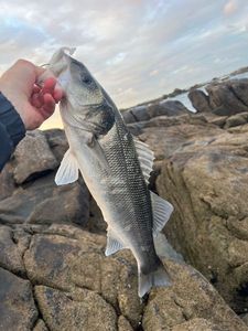 European Bass (Seabass)