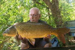 Common Carp