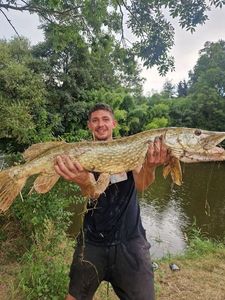Northern Pike