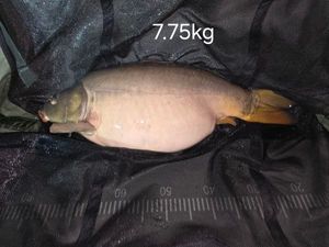 Mirror Carp