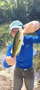 Largemouth Bass
