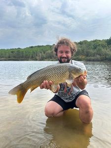 Common Carp
