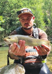 Brown Trout