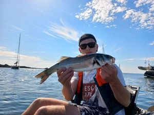 European Bass (Seabass)